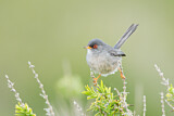 Image. Balearic Warbler