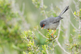 Image. Balearic Warbler