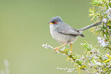 Image. Balearic Warbler