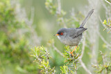 Image. Balearic Warbler