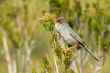 Image. Balearic Warbler