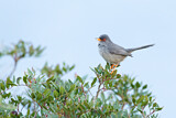 Image. Balearic Warbler