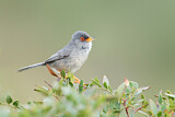 Image. Balearic Warbler