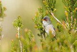 Image. Balearic Warbler