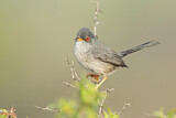 Image. Balearic Warbler