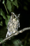 Image. Balsas Screech Owl