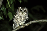 Image. Balsas Screech Owl