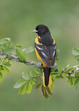 Image. Baltimore Oriole