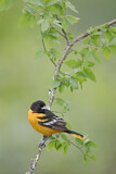 Image. Baltimore Oriole