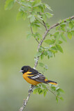 Image. Baltimore Oriole