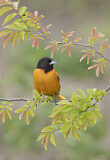 Image. Baltimore Oriole
