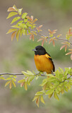 Image. Baltimore Oriole
