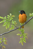Image. Baltimore Oriole