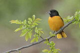 Image. Baltimore Oriole