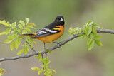Image. Baltimore Oriole