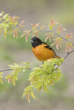 Image. Baltimore Oriole