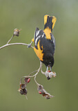 Image. Baltimore Oriole