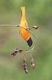 Image. Baltimore Oriole