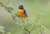 Image. Baltimore Oriole