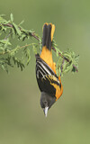 Image. Baltimore Oriole