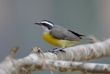 Image. Bananaquit