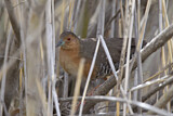 Image. Band-bellied Crake