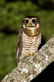 Image. Band-bellied Owl