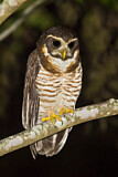 Image. Band-bellied Owl