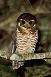 Image. Band-bellied Owl