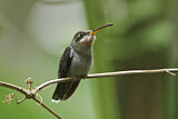 Image. Band-tailed Barbthroat