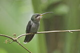 Image. Band-tailed Barbthroat