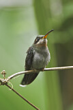 Image. Band-tailed Barbthroat