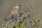 Image. Band-tailed Earthcreeper