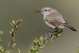 Image. Band-tailed Earthcreeper