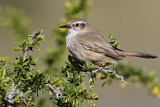 Image. Band-tailed Earthcreeper