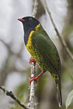 Image. Band-tailed Fruiteater
