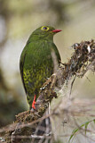 Image. Band-tailed Fruiteater
