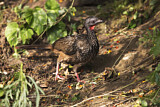 Image. Band-tailed Guan