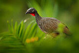 Image. Band-tailed Guan