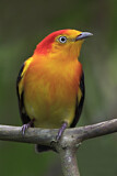 Image. Band-tailed Manakin