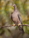 Image. Band-tailed Pigeon