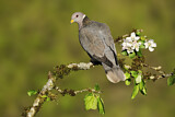 Image. Band-tailed Pigeon
