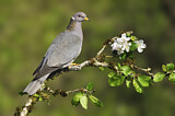 Image. Band-tailed Pigeon