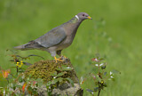 Image. Band-tailed Pigeon