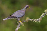 Image. Band-tailed Pigeon