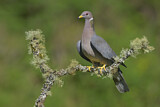 Image. Band-tailed Pigeon