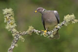 Image. Band-tailed Pigeon
