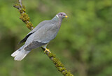Image. Band-tailed Pigeon