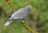 Image. Band-tailed Pigeon
