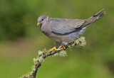 Image. Band-tailed Pigeon